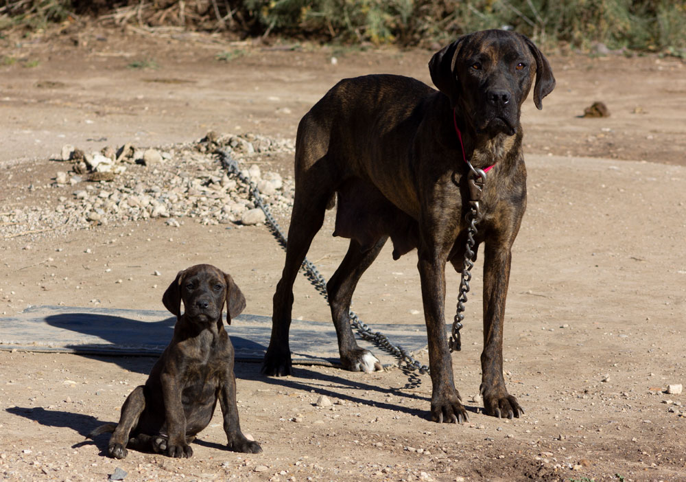 Olson Plott Hound - Ellie