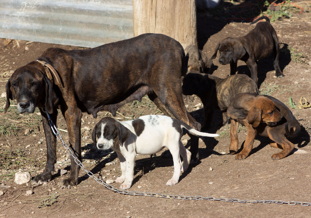 Olson Plott Hound - Jazzy
