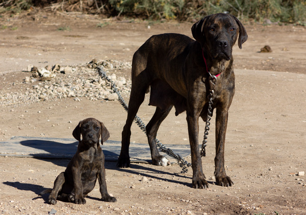 Olson Plott Hound - Ellie
